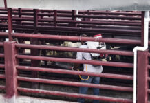 Se reduce a tres los casos activos de gusano barrenador en Tamaulipas / Por Alicia Valverde