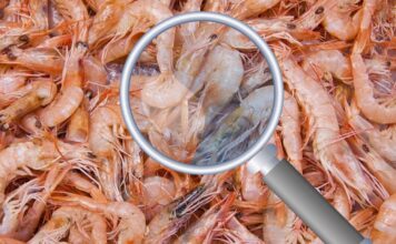 Cuaresma y el alza de precios en mariscos; el caso del camarón / Por Alejandro Durán