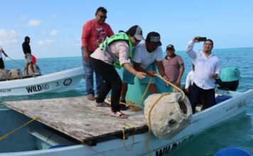 Inicia formación del primer arrecife artificial en Río Lagartos, Yucatán