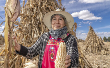 Aumentan en 25% el rendimiento del cultivo de maíz con transición agroecológica / Por Alicia Valverde