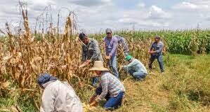 Crea FIRA alianzas con intermediarios financieros bancarios y no bancarios para que llegue crédito al campo