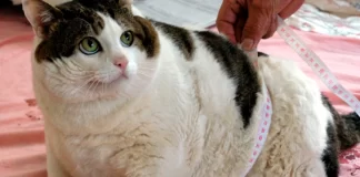 Obesidad en perros y gatos, alerta silenciosa: Conafab / Por Alicia Valverde