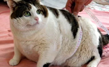 Obesidad en perros y gatos, alerta silenciosa: Conafab / Por Alicia Valverde