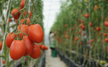 Precio del jitomate, con diferencias de hasta 117 % / Por Alejandro Durán