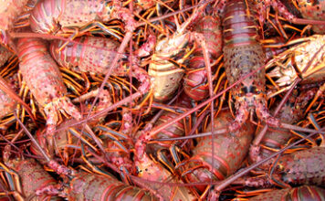 Anuncia Conapesca seis periodos de veda y cinco de aprovechamiento a partir de marzo / Por Alicia Valverde