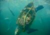 Capacitarán a rederos en la construcción de dispositivos excluidores de tortugas marinas / Por Alicia Valverde