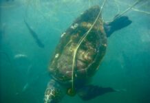 Capacitarán a rederos en la construcción de dispositivos excluidores de tortugas marinas / Por Alicia Valverde