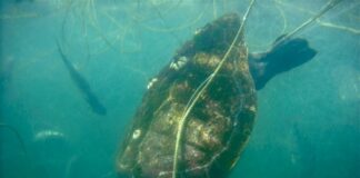Capacitarán a rederos en la construcción de dispositivos excluidores de tortugas marinas / Por Alicia Valverde
