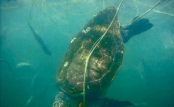 Capacitarán a rederos en la construcción de dispositivos excluidores de tortugas marinas / Por Alicia Valverde