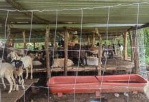 Suspende México temporalmente la importación de animales vivos de EU por presencia de gusano barrenador / Por Alicia Valverde
