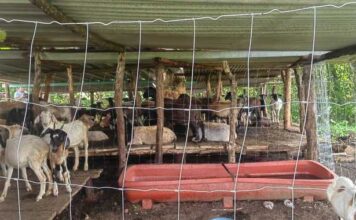 Suspende México temporalmente la importación de animales vivos de EU por presencia de gusano barrenador / Por Alicia Valverde