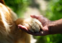 Entra en vigor Ley de Protección, Cuidado y Bienestar Animal del EdoMéx