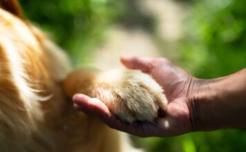 Entra en vigor Ley de Protección, Cuidado y Bienestar Animal del EdoMéx