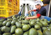 De las Unidades de producción certificadas en 2025, 67% son agrícolas / Por Alicia Valverde