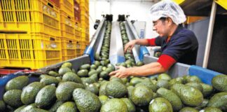 De las Unidades de producción certificadas en 2025, 67% son agrícolas / Por Alicia Valverde