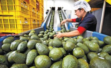 De las Unidades de producción certificadas en 2025, 67% son agrícolas / Por Alicia Valverde