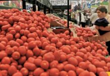 Con Acuerdo estabilizarán precio del jitomate, participa gobierno, academia, productores e investigadores / Por Alicia Valverde
