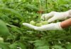 Guadalupe Xoconostle y Graciela Ávila, ganadoras del Premio Nacional de Sanidad Vegetal 2026: Senasica / Por Alicia Valverde