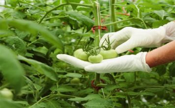 Guadalupe Xoconostle y Graciela Ávila, ganadoras del Premio Nacional de Sanidad Vegetal 2026: Senasica / Por Alicia Valverde