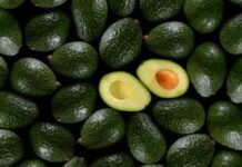 Repuntan 35% exportaciones de aguacate de enero a abril de 2026 / Por Alicia Valverde
