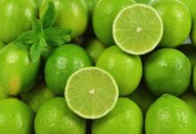 Exportan cooperativas las primeras 40 toneladas de limón veracruzano a Estados Unidos y Rusia / Por Alicia Valverde