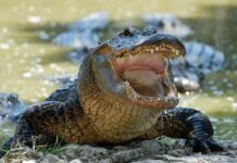 Realizarán en Jalisco Festival de los Cocodrilos para promover su conservación y coexistencia responsable