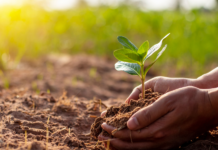 Arranca Programa de Reforestación Urbana en la CDMX; para 2030 habrá más de un millón de árboles