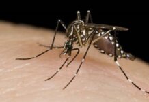Convoca Querétaro a sumarse a la eliminación de criaderos de mosquitos