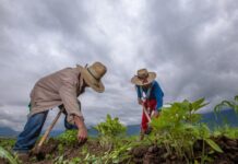 Bajar costos de producción y dar valor agregado, el reto: Sader / Por Alicia Valverde