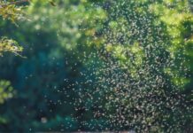 El problema de los mosquitos en Europa es cada vez más difícil de controlar