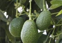 Reconocen al “Aguacate Franja Michoacán” con indicación geográfica / Por Alicia Valverde