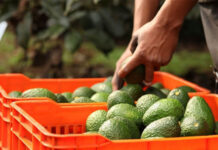 Suspende EU importaciones del aguacate mexicano por amenazas a su personal / Por Alicia Valverde
