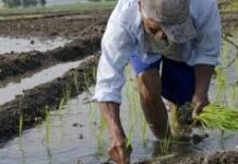 Entregan 123 líneas de arroz más resistentes al cambio climático y enfermedades / Por Alicia Valverde