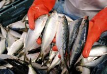 Sonora, lider pesquero con la industria sardinera
