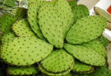 Invitan a celebrar la historia, identidad y patrimonio biocultural en la Feria del Nopal 2026 en la CDMX