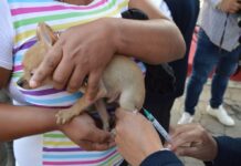 Con más de 10 millones de dosis aplicadas, EdoMéx ocupa el primer lugar nacional en vacunación antirrábica