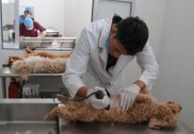 ¡Esteriliza a tus michis y lomitos! Anuncian campaña gratuita en el municiopio de Nezahualcóyotl