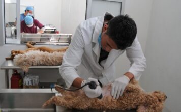 ¡Esteriliza a tus michis y lomitos! Anuncian campaña gratuita en el municiopio de Nezahualcóyotl