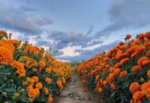 Florece la tradición del Día de Muertos en la CDMX con cempasúchil de Xochimilco